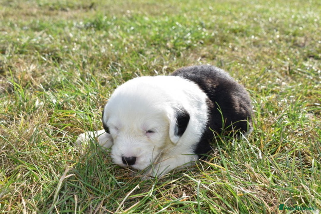 Old English Sheepdog dogs for sale: Stunning Old English Sheepdog Puppies KC Reg - Image 22