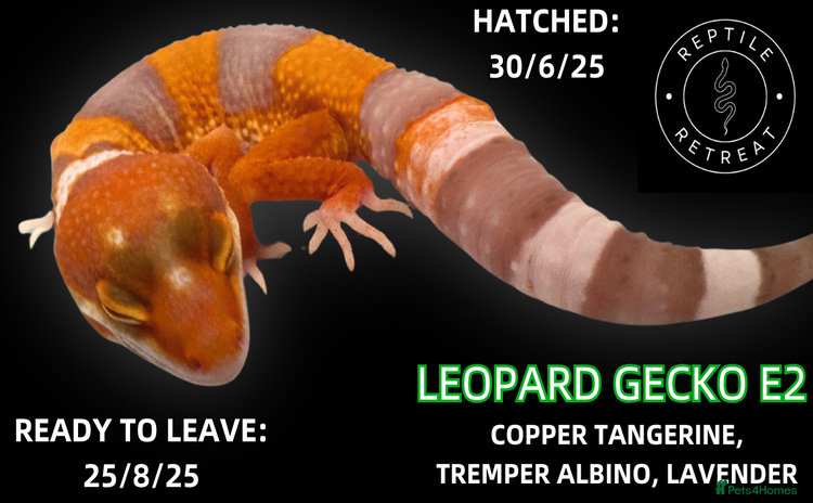 Leopard Gecko reptiles in Swadlincote - Advert 1