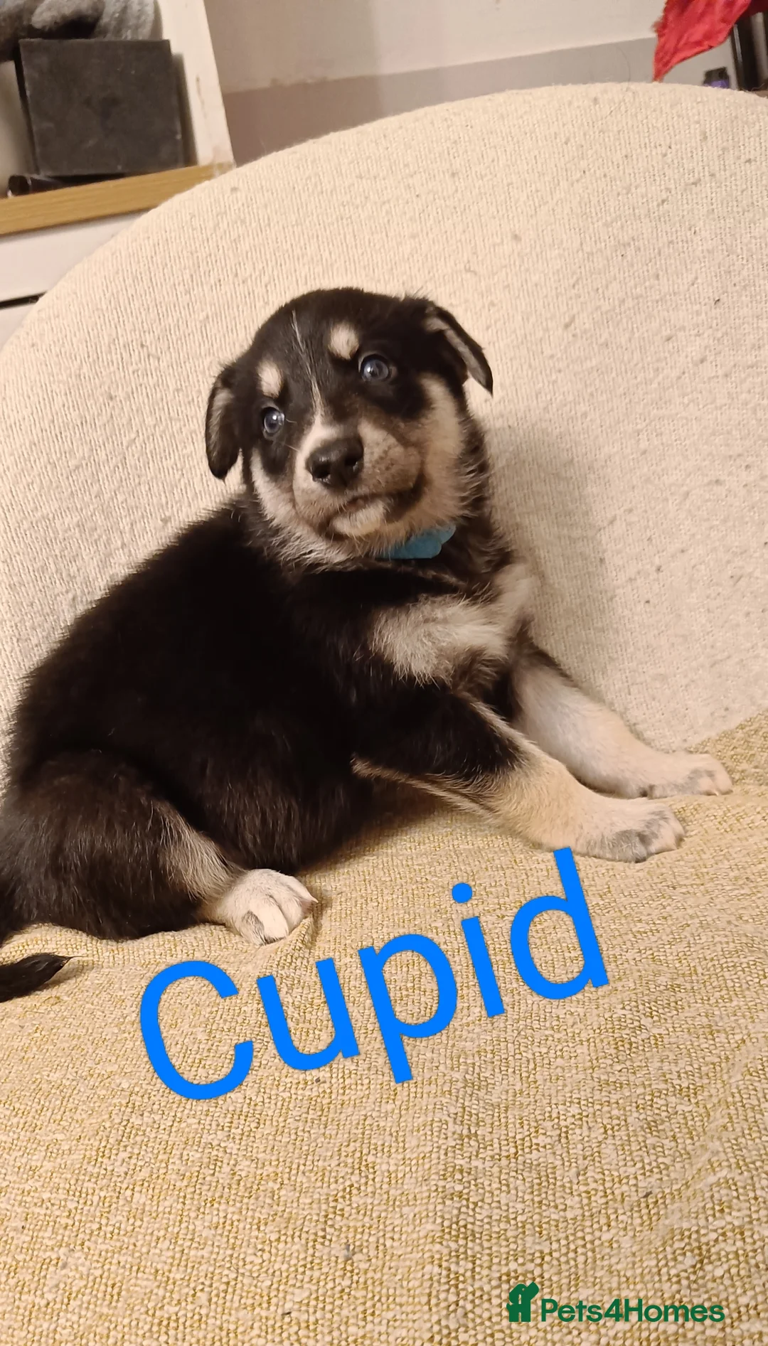 Shepsky dogs for sale: 9x Gorgeous Shepsky Puppies available 31/01 - Advert 18