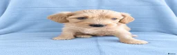 Cockapoo dogs for sale: F1 Cockpoo Boy in Bewdley - Advert 4