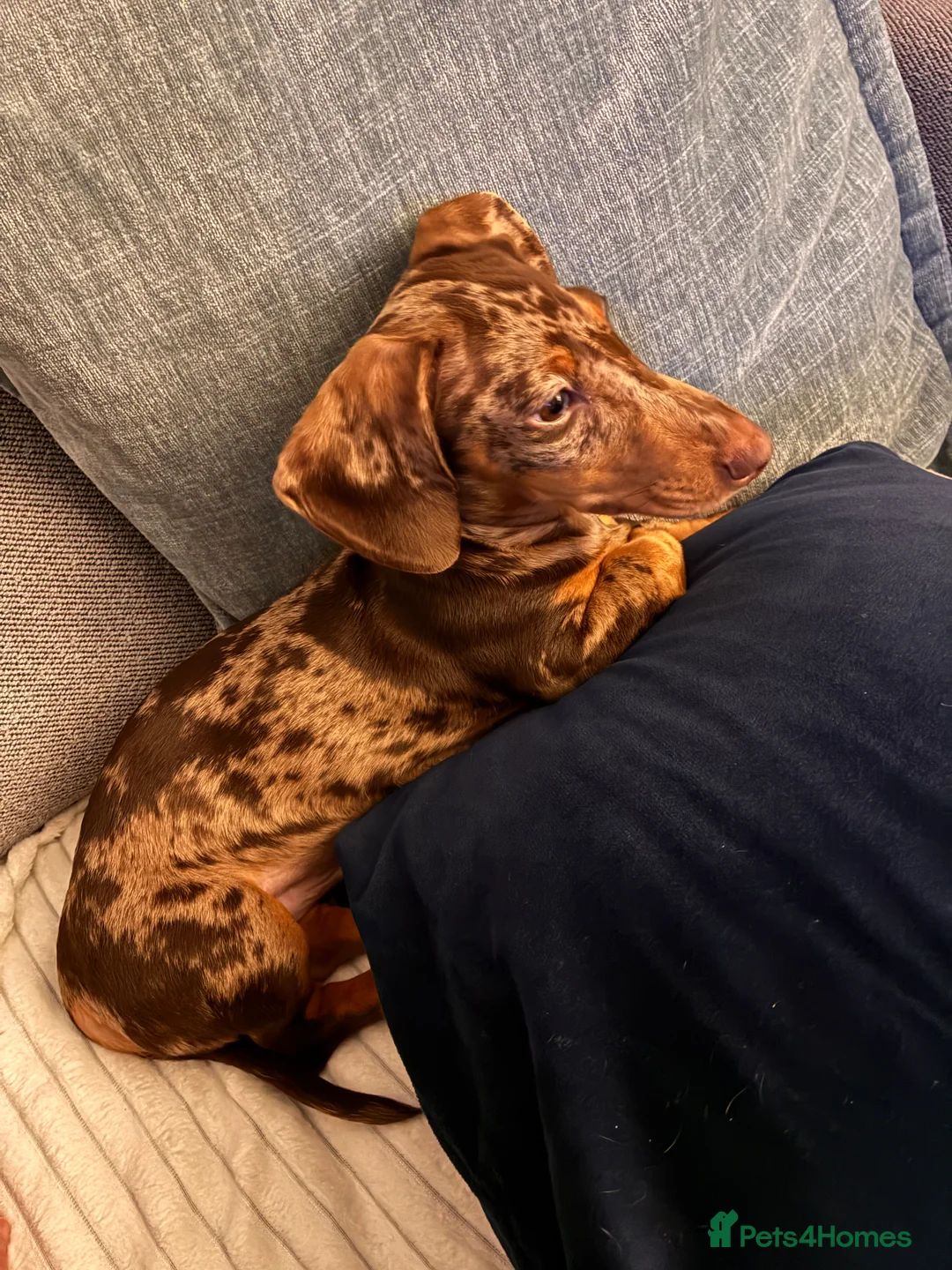 Miniature Dachshund dogs for sale: Mini Dachshund - 6 months old - Advert 6