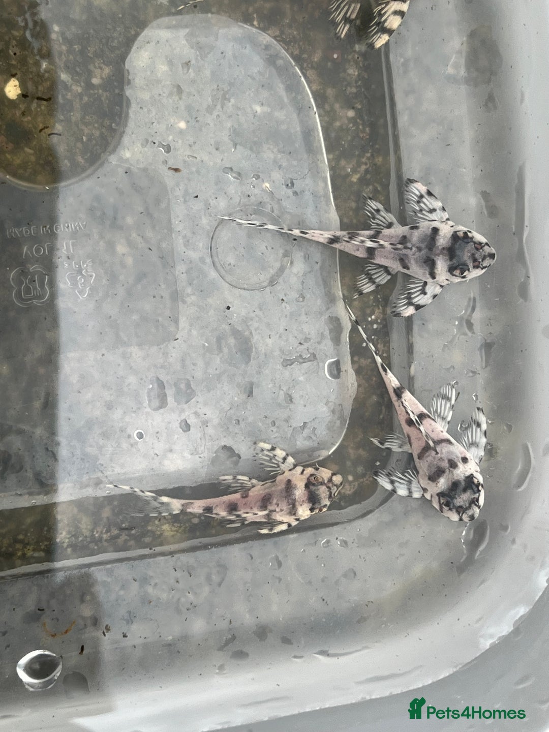Plecos fish for sale: L236sw 1” and 2” available  - Image 2