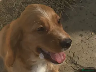 Cocker Spaniel dogs Working type cocker puppies - Advert 1