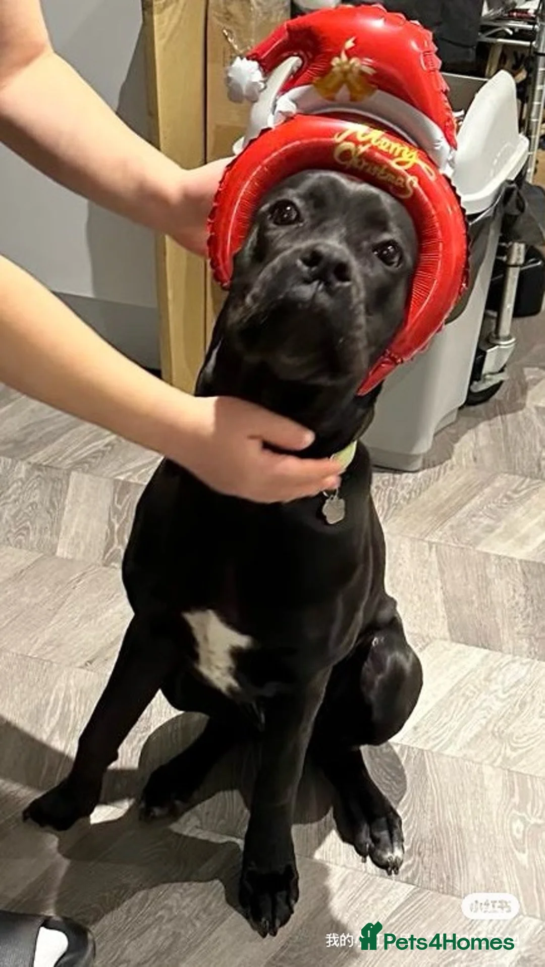 Cane Corso dogs for sale: 8 month old female cane corso - Advert 8