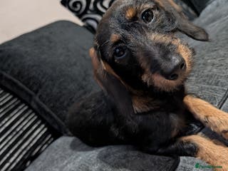 Doxiepoo dogs Doxiepoo - Advert 2