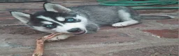 Pomsky dogs for sale: ❤️ POMSKY PUPPIES READY NOW ❤️ in Port Talbot - Advert 11