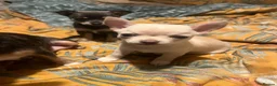 Chihuahua dogs for sale: 2 gorgeous little chihuahua girls - Advert 9