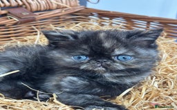 Exotic cats for sale: FEMALE SMOKE TORTOISESHELL EXOTIC KITTEN ( RARE) - Image 4