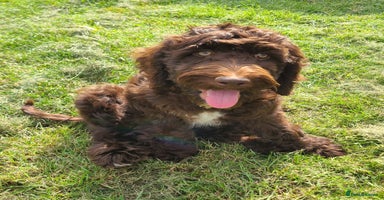 Sproodle dogs - Advert 2