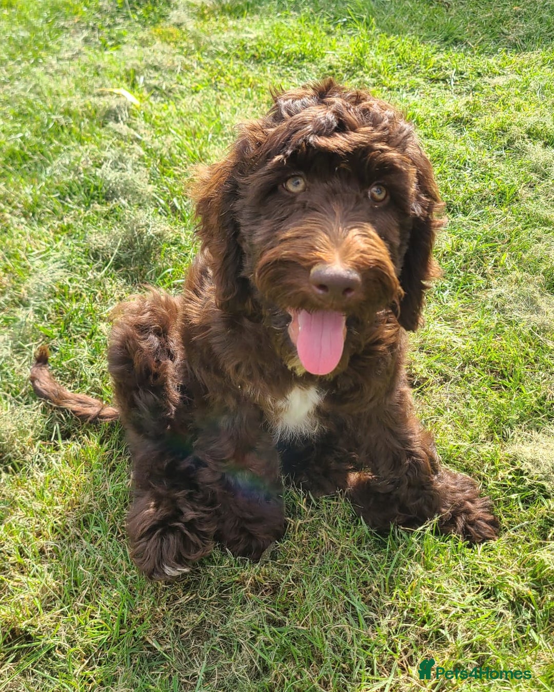 Sproodle dogs for sale: F1 Chocolate Spoodle Puppy - Girl - Image 2