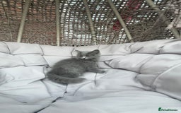 Scottish Fold cats for sale: Loved Sottish kittens to go x2 - Image 10
