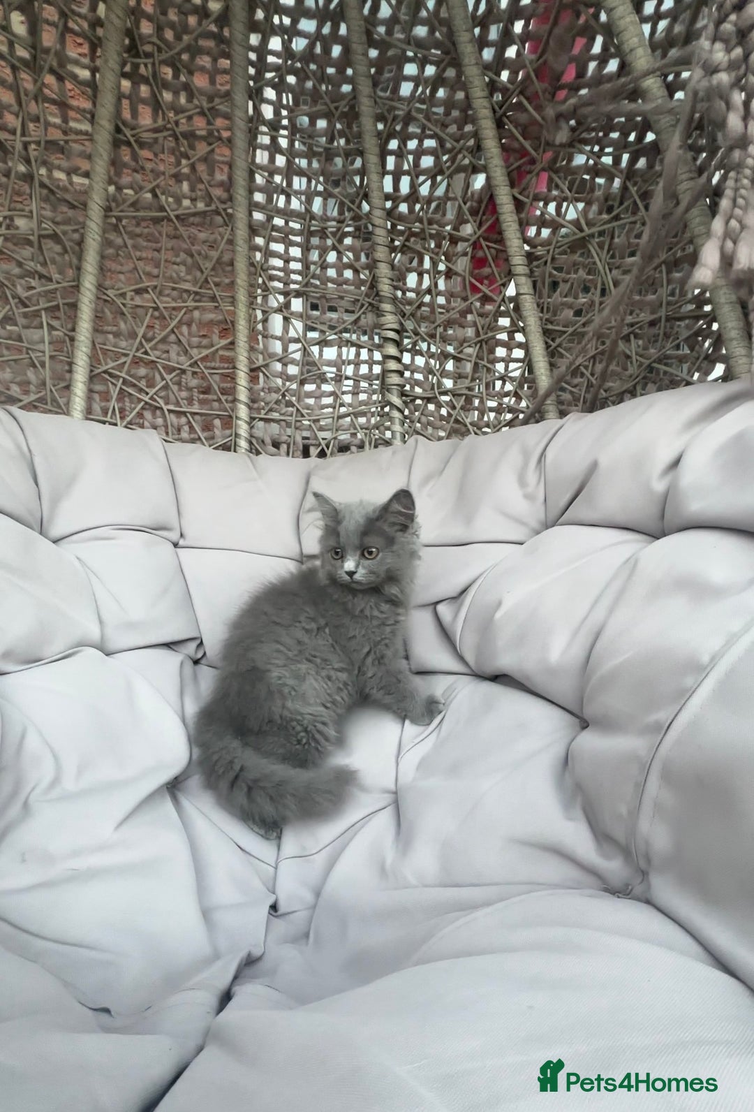 Scottish Fold cats for sale: Loved Sottish kittens to go x2 - Image 10