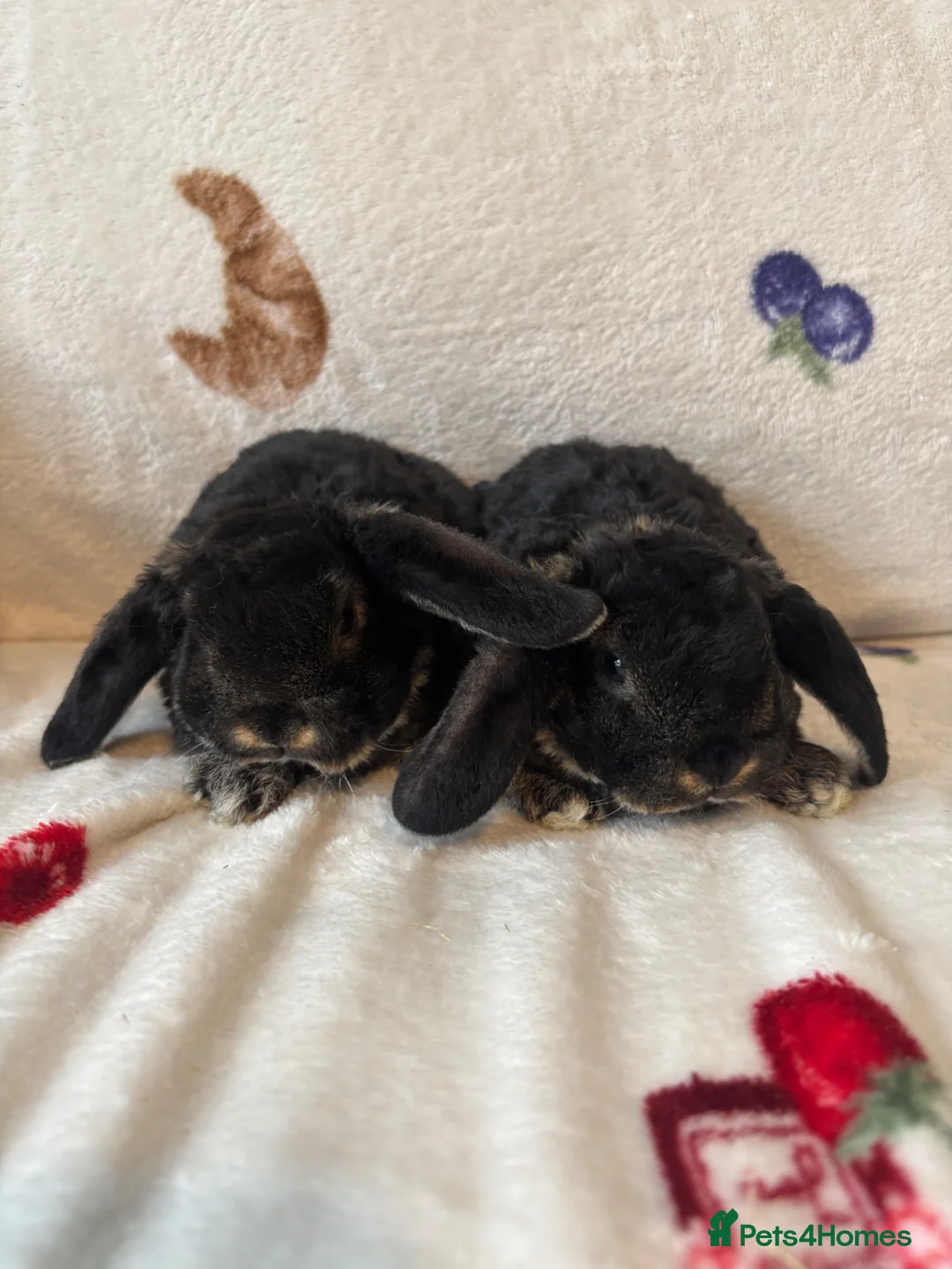 Mini Lop rabbits for sale: ✨Mini plush lop babies available to reserve ✨ - Advert 1