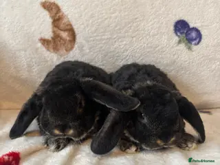Mini Lop rabbits ✨Mini plush lop babies available to reserve ✨ - Advert 1