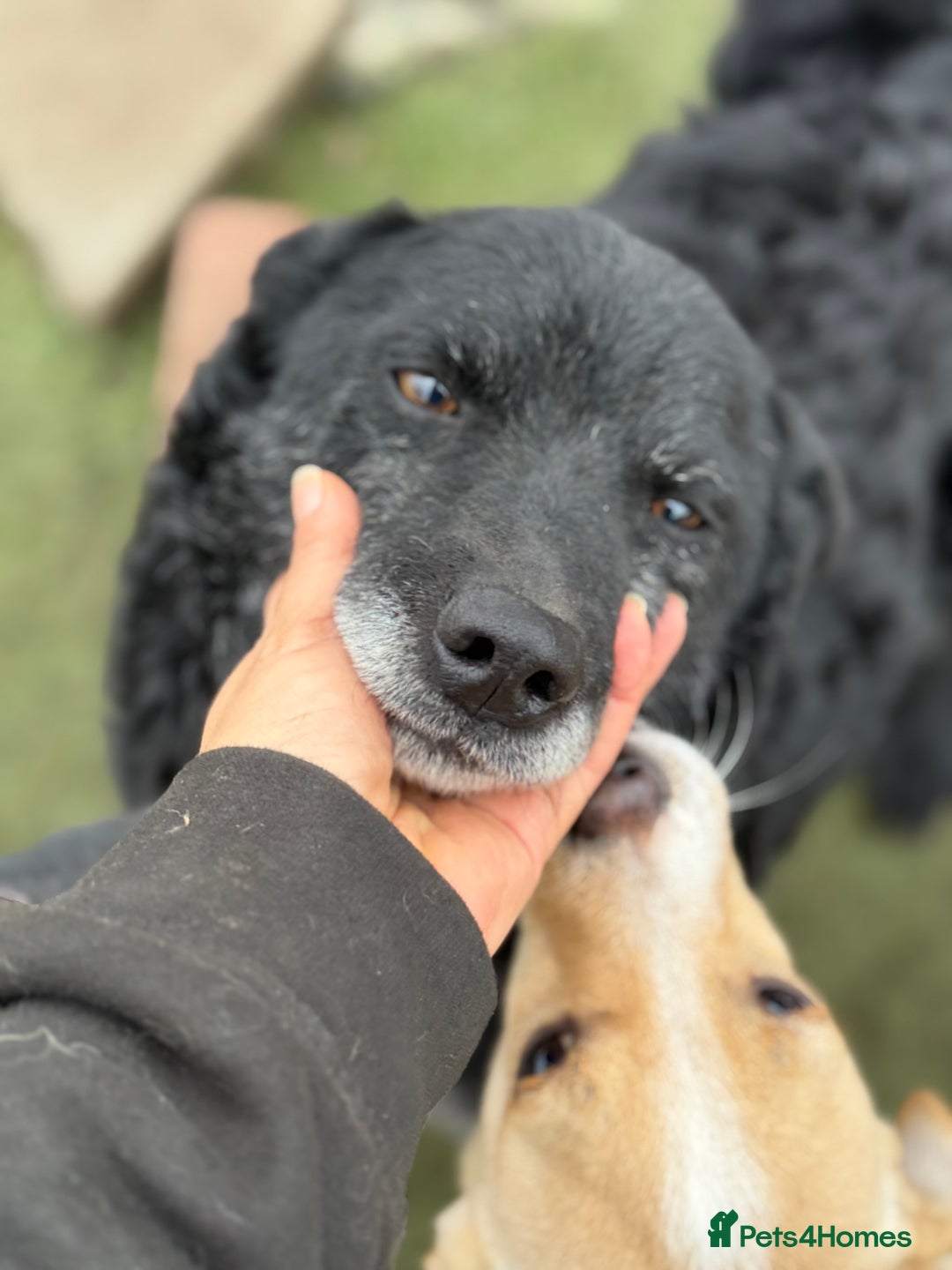 Mixed Breed dogs for adoption: Sweet Romeo Looking for LOVE - Advert 21