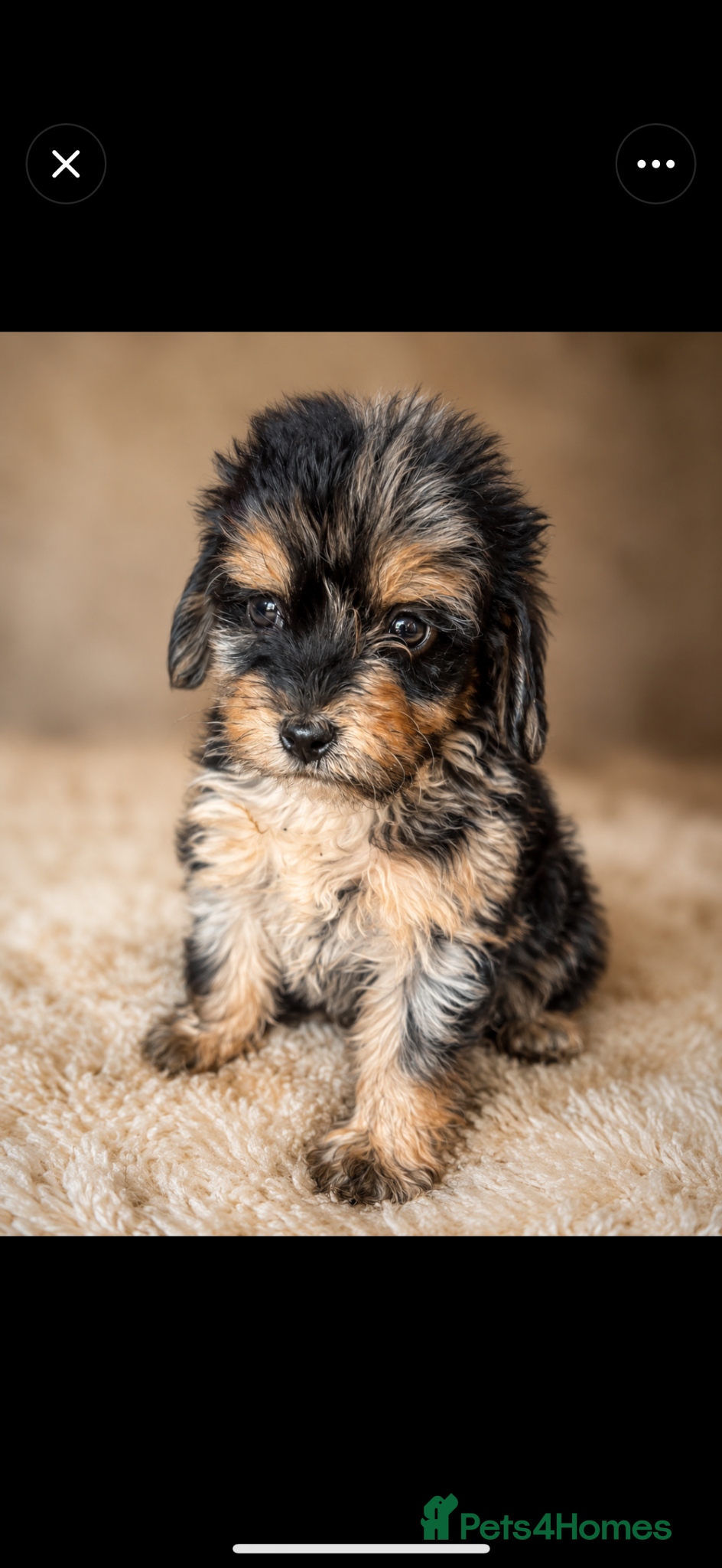 Cockapoo dogs Cockapoo Puppys ⭐️ - Advert 1