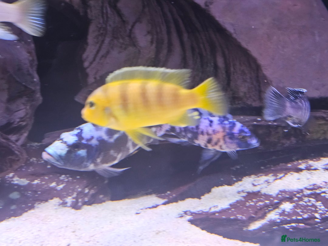 Cichlids fish for sale: African cichlids -  - Image 9