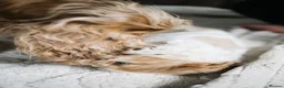 Cocker Spaniel dogs for sale: Last one remaining  - Advert 3