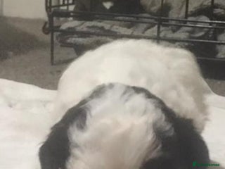 Shihpoo dogs # 1 boy left # stunning f1b shipoo - Advert 12