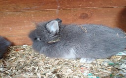 Lionhead rabbits for sale: Double main  lionhead bunnies  - Image 12