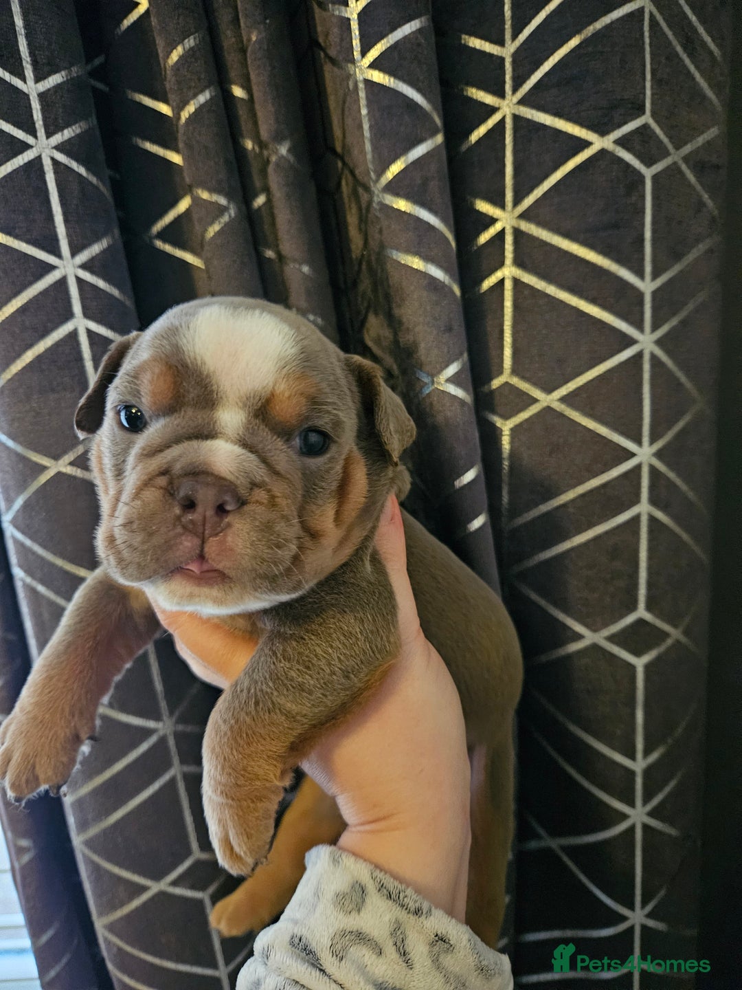 English Bulldog dogs for sale: Kc british bulldogs  - Image 23