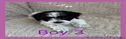 Maltipoo dogs for sale: Beautiful Maltipoo Puppies  - Advert 10