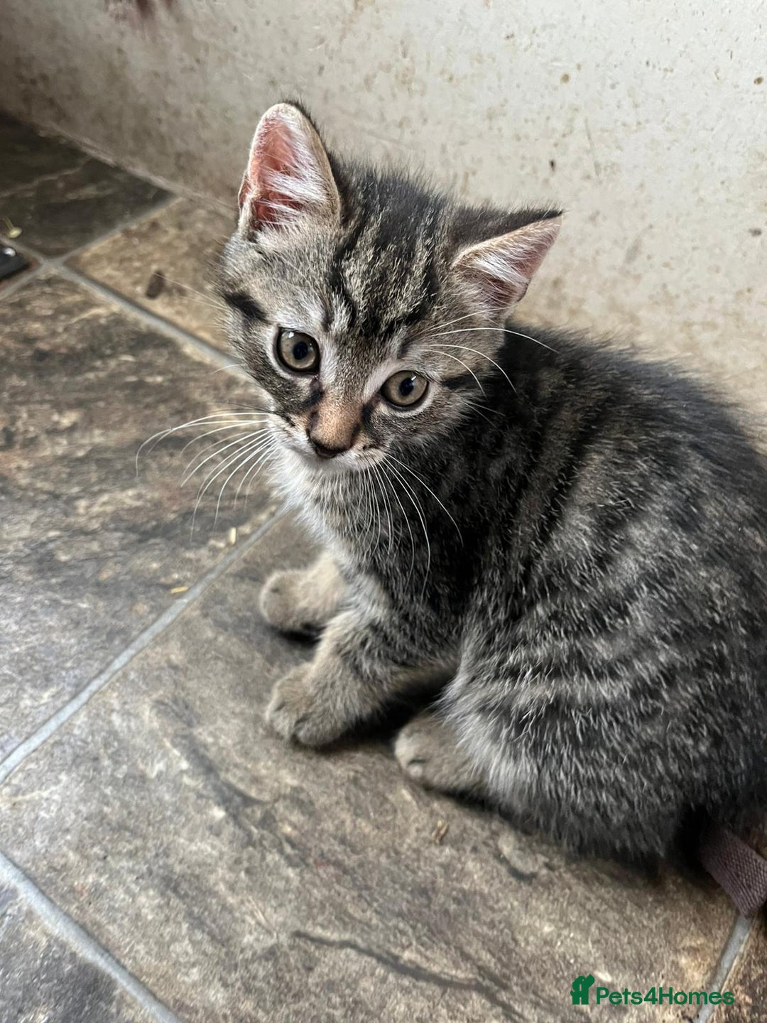 British Shorthair cats for sale: Beautiful kittens from farm cat. - Image 5