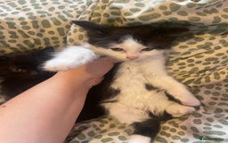 Mixed Breed cats for sale: 4 kittens free to a good home.  - Image 2
