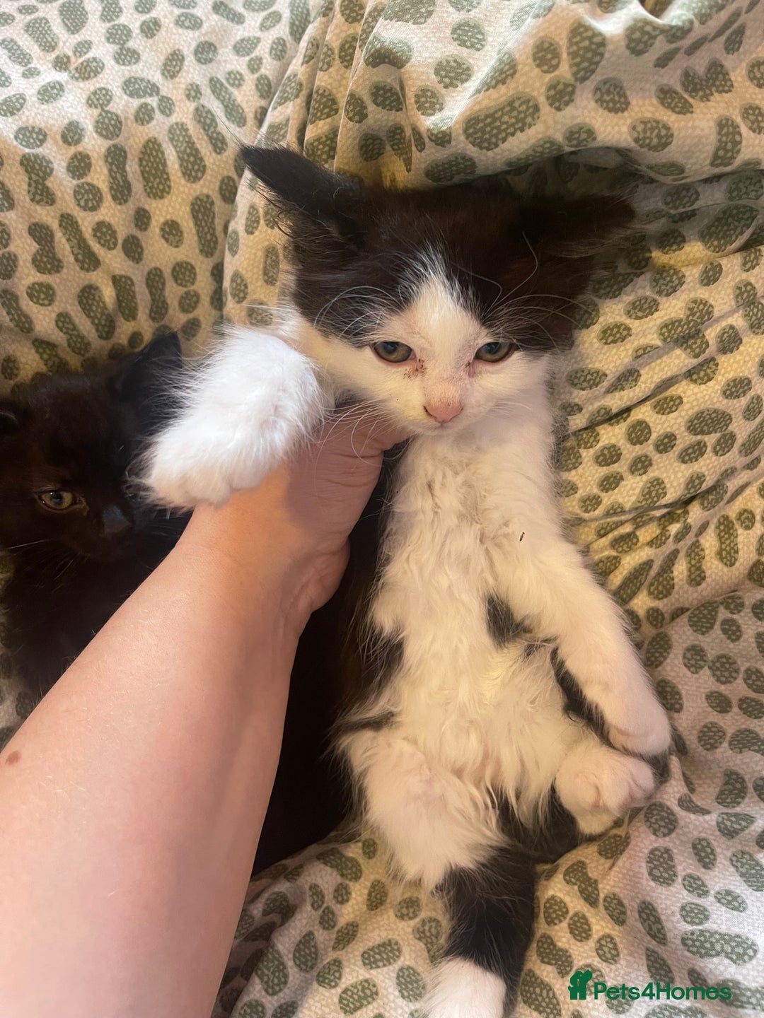 Mixed Breed cats for sale: 4 kittens free to a good home.  - Image 2