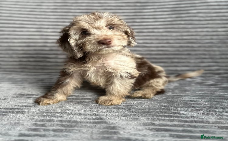 Cockapoo dogs - Advert 1