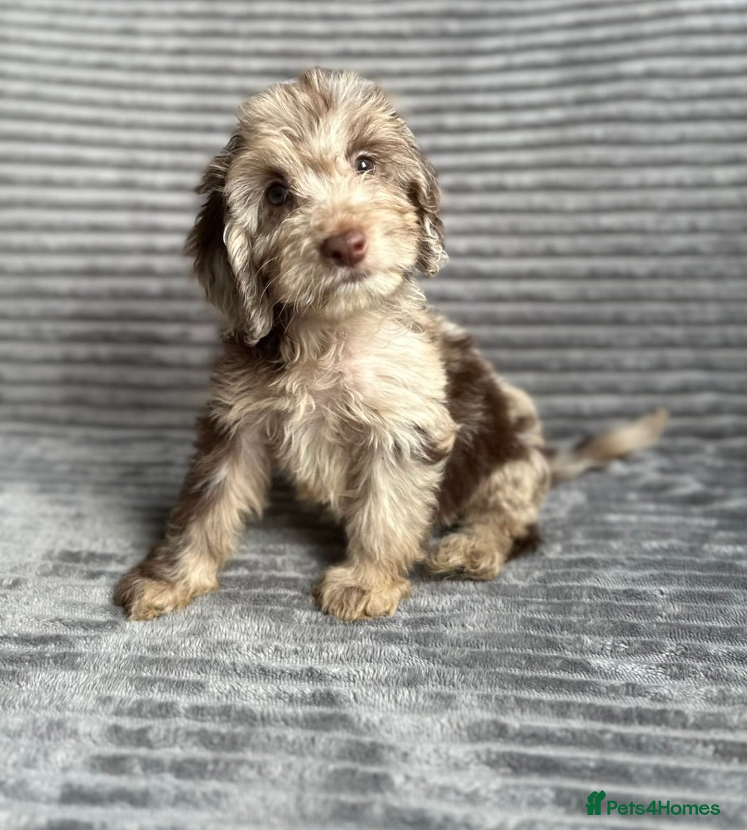 Cockapoo dogs for sale: Beautiful cockapoos looking for forever homes - Image 2