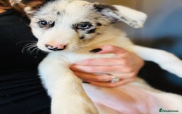 Border Collie dogs for sale: Kennel Club Border Collie Puppies For Sale - Image 8