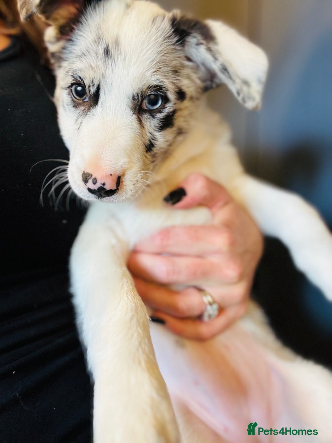 Border Collie dogs for sale: Kennel Club Border Collie Puppies For Sale - Image 8