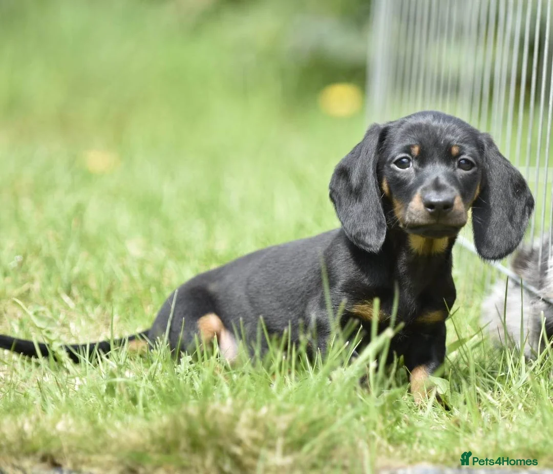 Dachshund dogs for stud: Piebald colored Dachshund for stud! in Preston - Advert 15