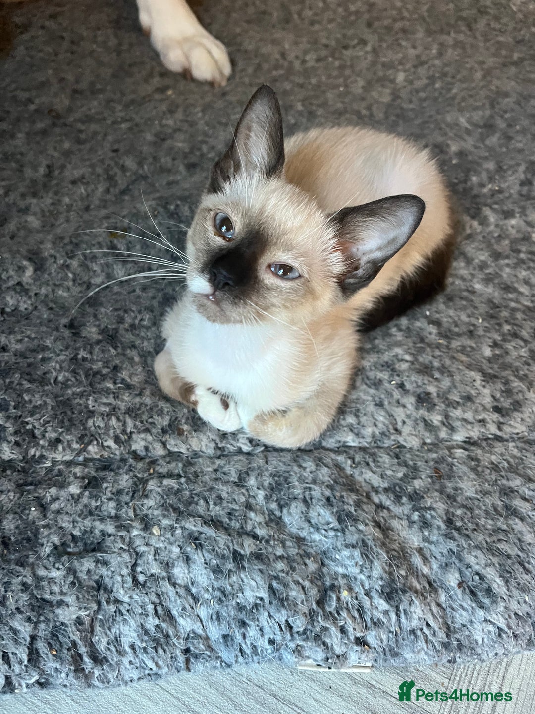 Snowshoe cats for sale: Four beautiful snowshoe kittens  - Image 3
