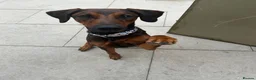 Mixed Breed dogs for sale: Dobermann x weimeraner puppies  in Bolton - Advert 4