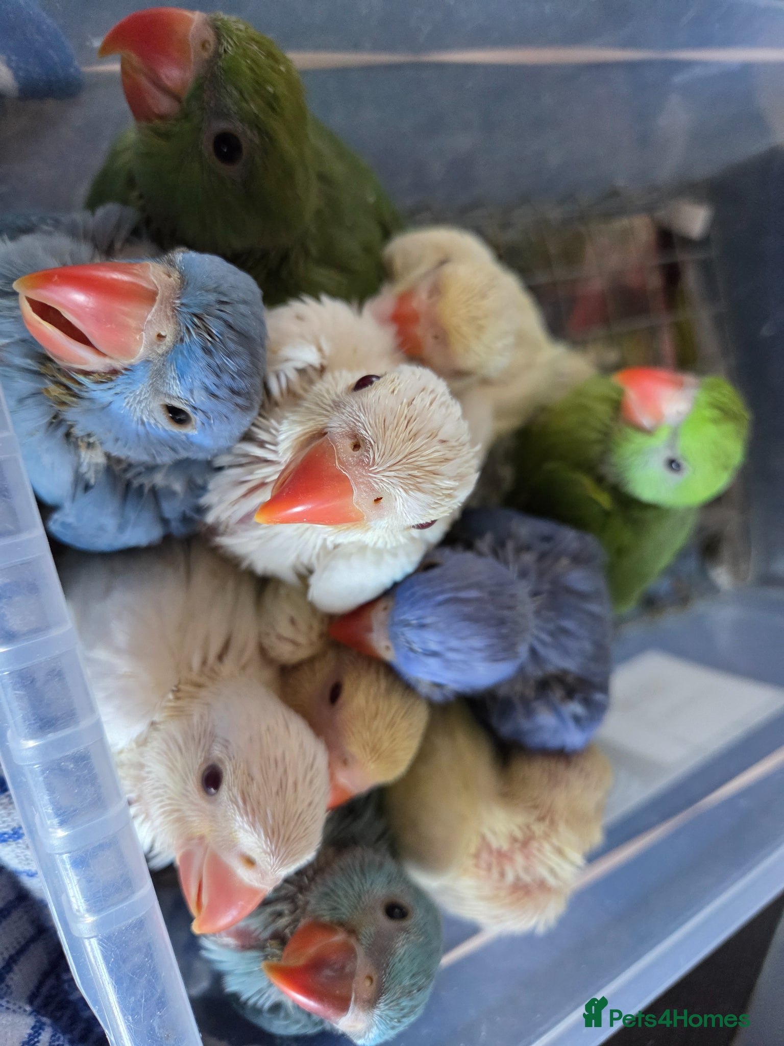 Ringnecks birds Hand-Reared Baby Indian Ringnecks for Sale  - Advert 1