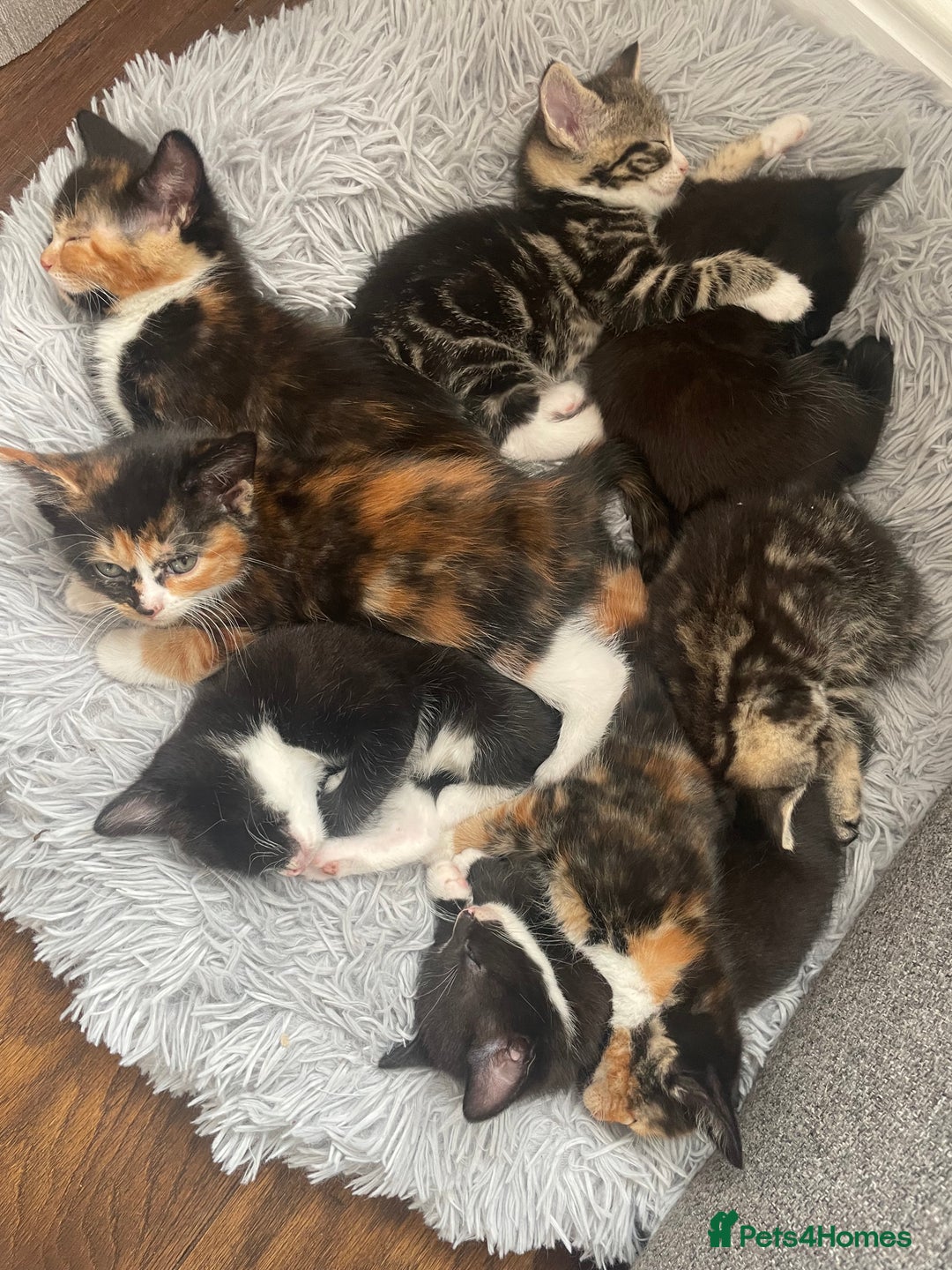 British Shorthair cats for sale: 8 adorable kittens - Image 1