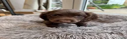 Sprocker dogs for sale: Sprocker spaniel  - Advert 7