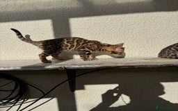 Bengal cats for sale: 5 Bengal kittens , 2 boys and 3 girls  - Image 17