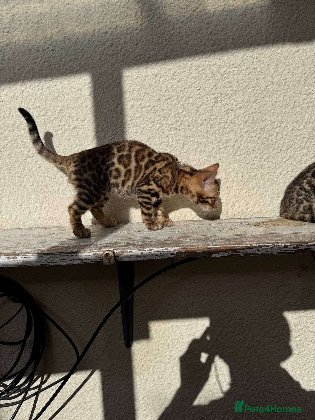 Bengal cats for sale: 5 Bengal kittens , 2 boys and 3 girls  - Image 17