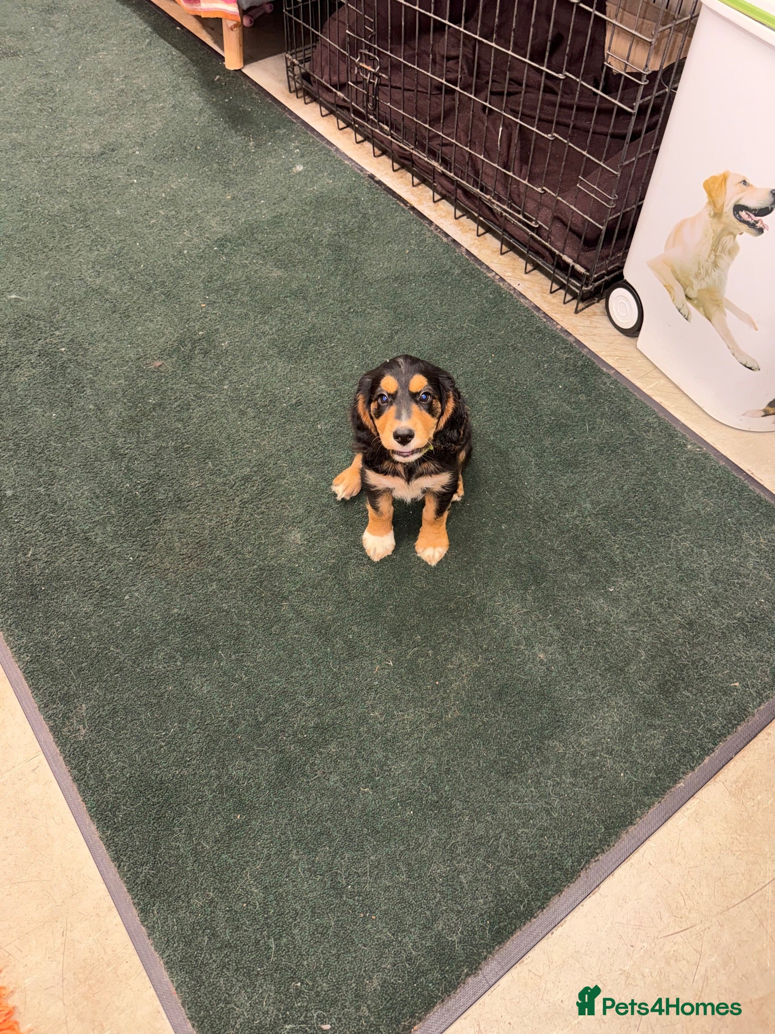Cocker Spaniel dogs  Ready to leave ! Males & female available  - Advert 1