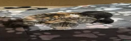 Mixed Breed cats for sale: 5 female kittens  in Glasgow - Advert 6