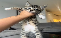 Mixed Breed cats for sale: Mixed Ragdoll / Tabby Adorable Kittens  - Image 18