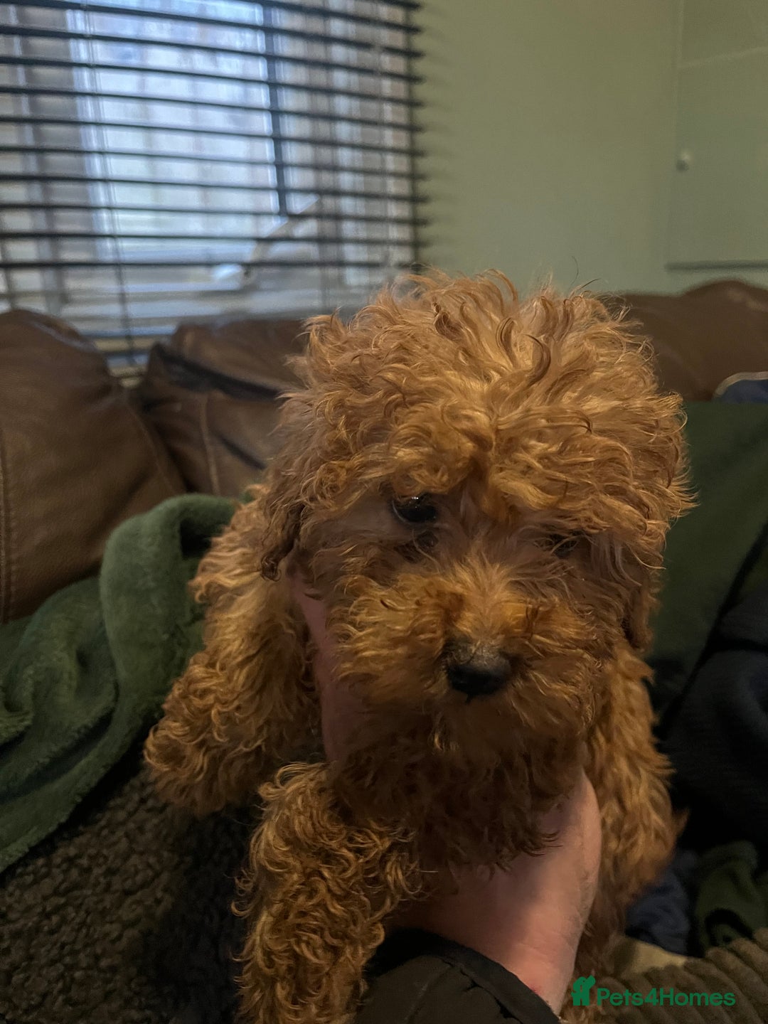 Mini Goldendoodle dogs for sale: Mini golden doodle f1b - Advert 4