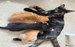 Mixed Breed cats for sale: 2 Ginger (1 m and 1 f) and 1 tuxedo male kitten - Image 2