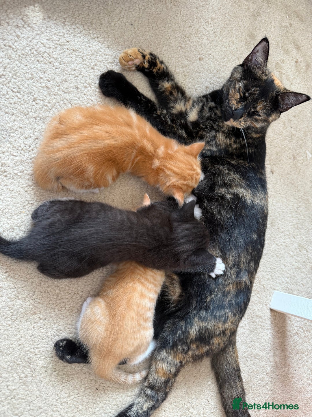 Mixed Breed cats for sale: 2 Ginger (1 m and 1 f) and 1 tuxedo male kitten - Image 2