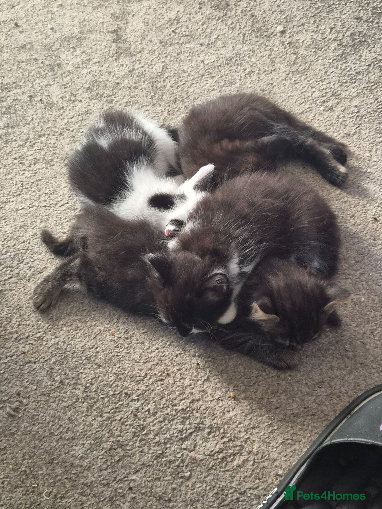 Mixed Breed cats Ready now Beautiful kittens - Advert 2