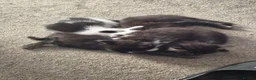 Mixed Breed cats for sale: Ready now Beautiful kittens - Advert 1