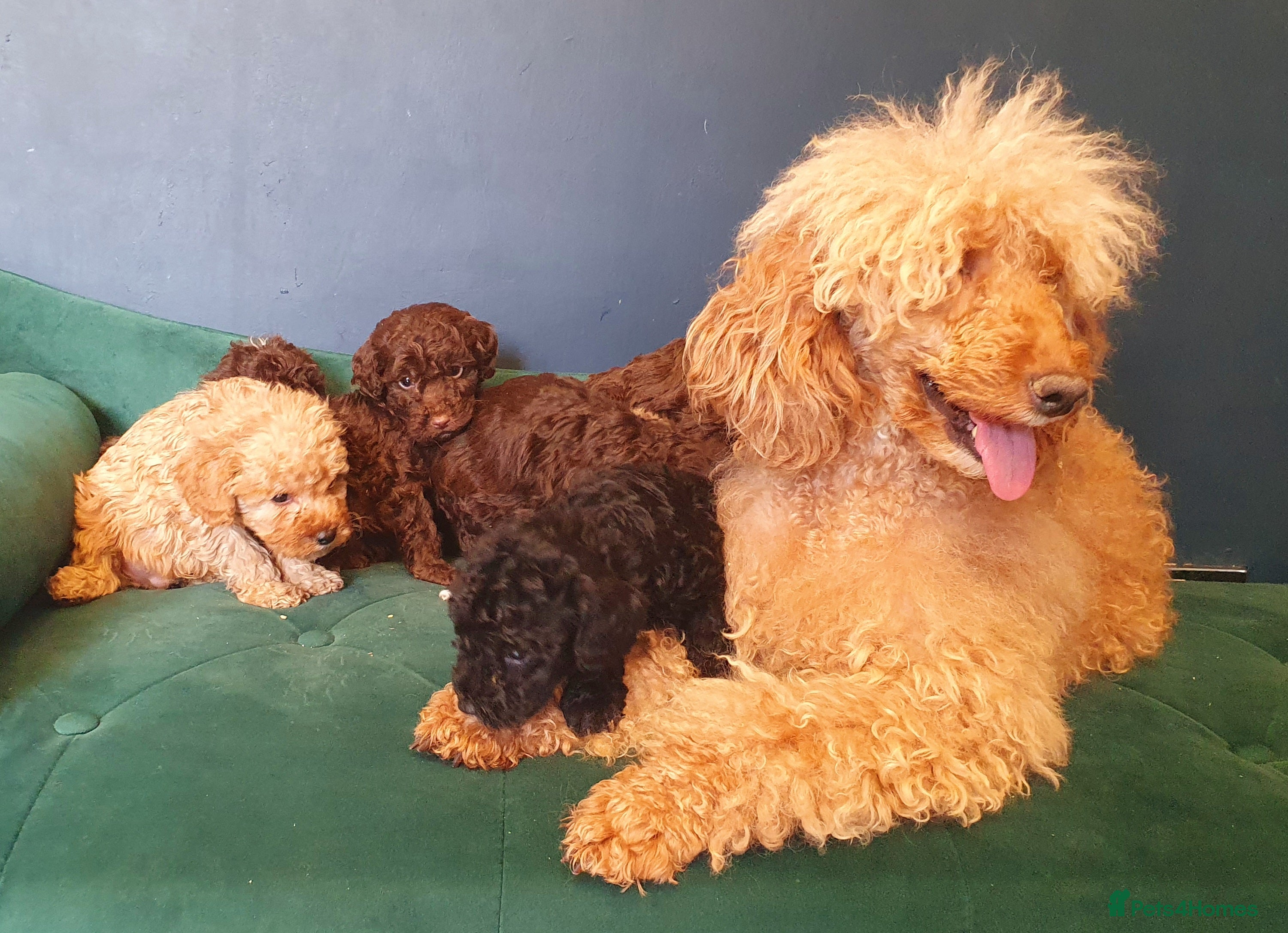 Miniature Poodle dogs Miniature poodle  - Advert 5